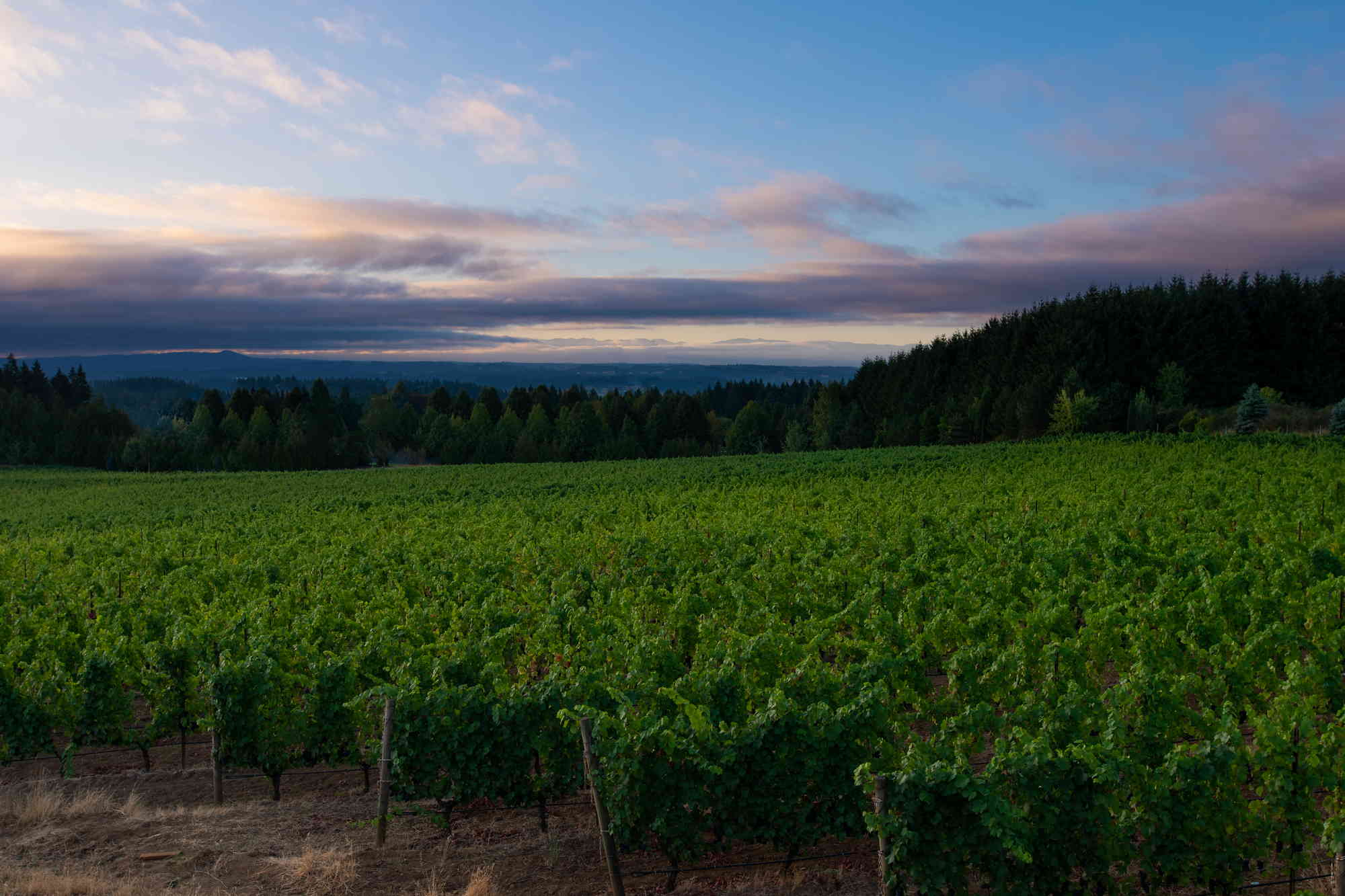 Dowsett Family - A Washington Family Winery